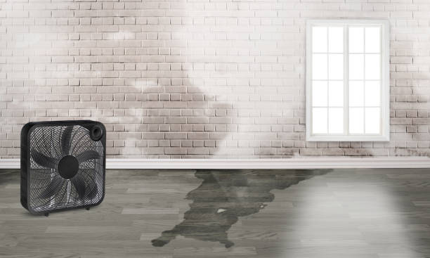 Best Water damage contractors near me  in Greybull, WY